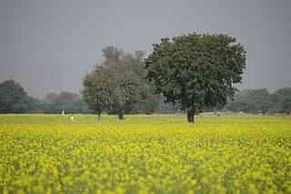 A farm in Ranakpuri, Rajasthan (Representative Image) (Ana Raquel S. Hernandes/Wikimedia Commons)