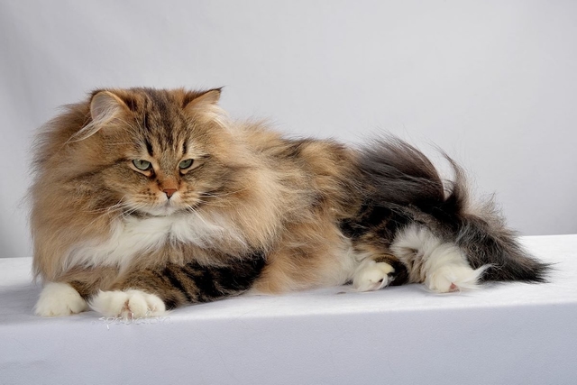 Cat In The Crossfire International Feline Federation Bans Russianbred