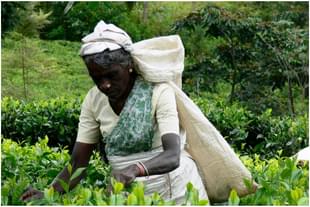 Even as the Sri Lankan government announced that all farming will be organic, it was warned about food scarcity by agricultural experts and economists.