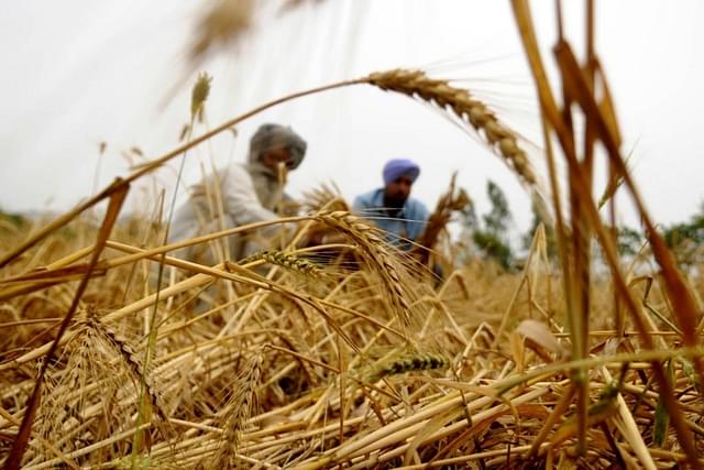 Wheat farmers in India.  (Representative Image) (Bharat Bhushan/Hindustan Times via Getty Images)