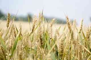 Wheat field (PC: Pexels)