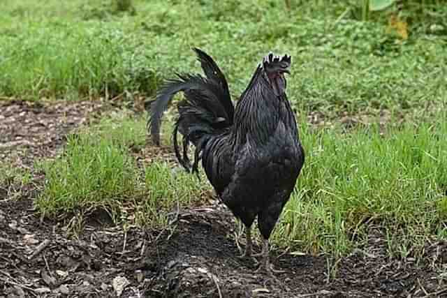 Kadaknath chicken.