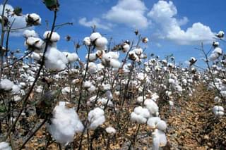 A cotton field (Representative Image)