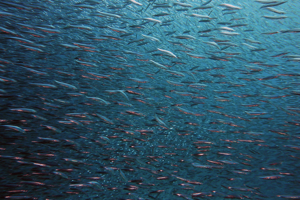 Fish rain does happen.