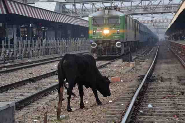 Cattle on rail track a big menace.