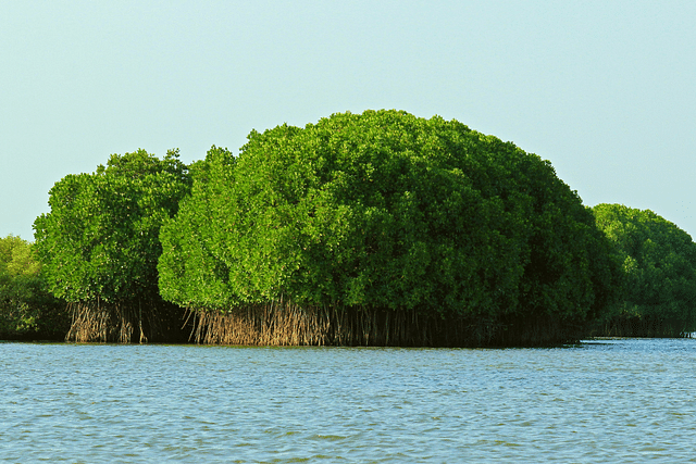 Pichavaram Mangrove Forest (Photo: Karthik Easvur/Wikimedia Commons)