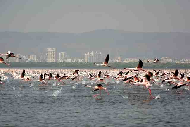 Thane Creek flamingo sanctuary