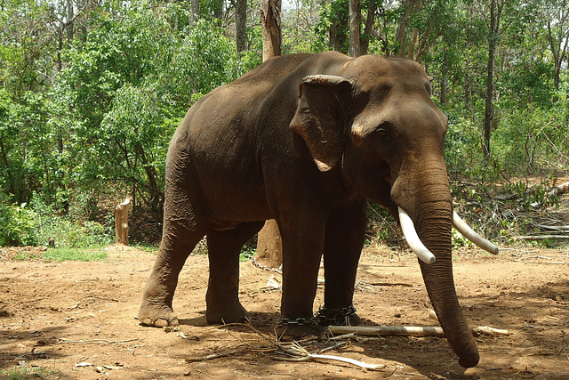 Pictured is an elephant in Simlipal, Odisha. (Photo: Babai05/Wikimedia Commons)
