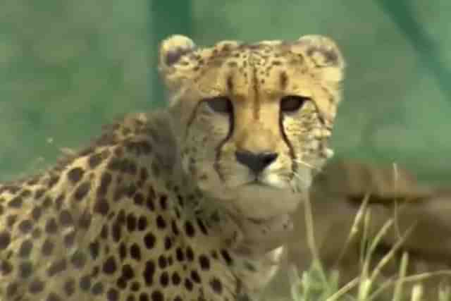 One of the Cheetahs at MP's Kuno National Park 