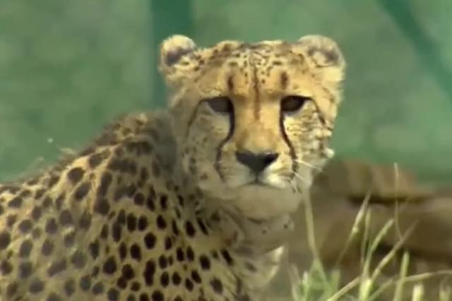 PM Modi released Cheetahs flown in from Namibia into a special enclosure at MP's Kuno National Park 