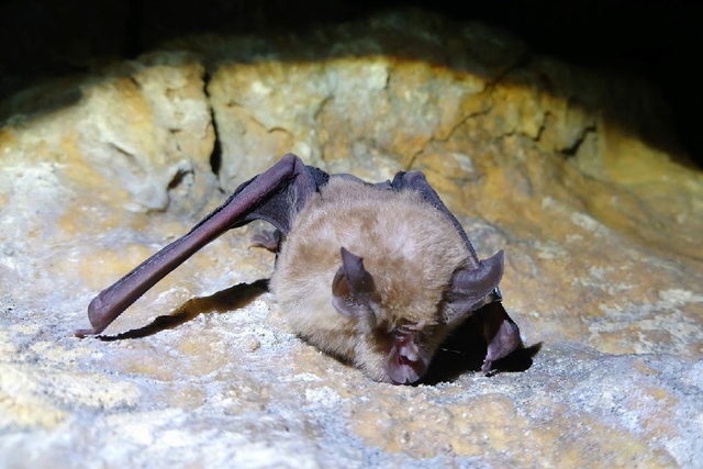 New COVIDLike Virus Found In Bats Could Infect Humans, Resist Vaccines