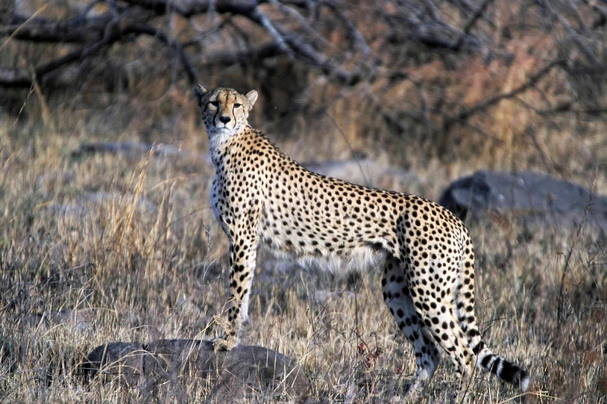 The reintroduction of cheetahs in Kuno national park last year involved the arrival of 20 adult cheetahs from Namibia and South Africa. (Representative Image)