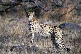 Cheetah (Representative Image)