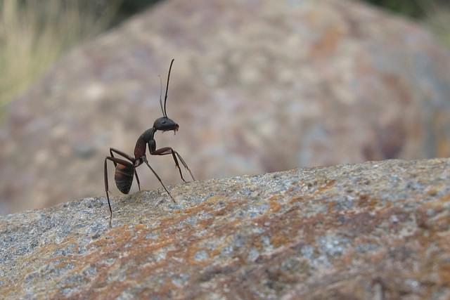 There are more than 15,700 named species and subspecies of ants.