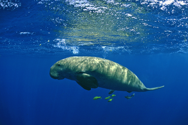 Dugong or "sea cow"