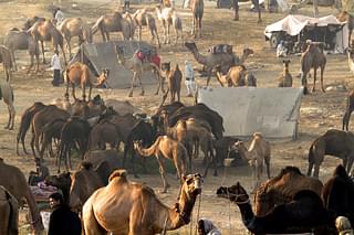 Pushkar Cattle Fair (Flickr)