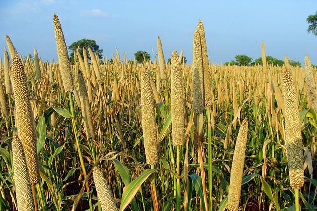 Millets has been a staple food for 59 crore people in Asia and Africa. 