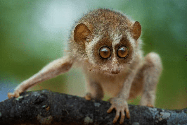 Slender loris (Photo: S Natarajan via Supriya Sahu IAS/Twitter)