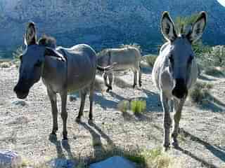 Donkeys 