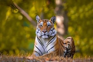Tigress in Kanha, MP