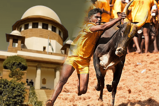 Jallikattu.