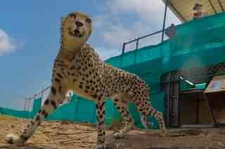 Cheetah (Pic Via Twitter)