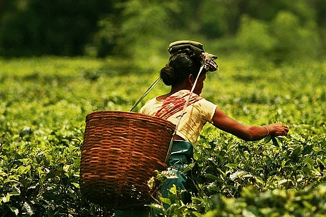 Indian Tea Exports 