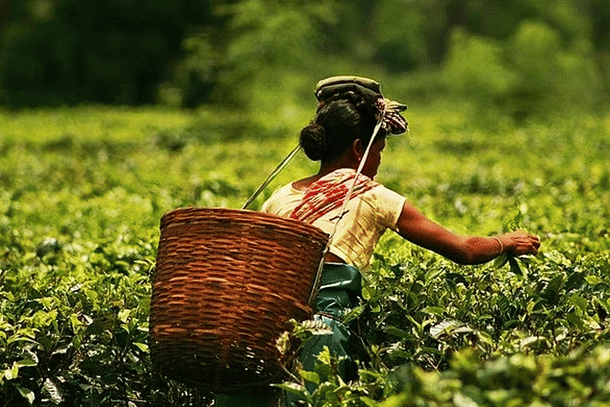Indian Tea Exports