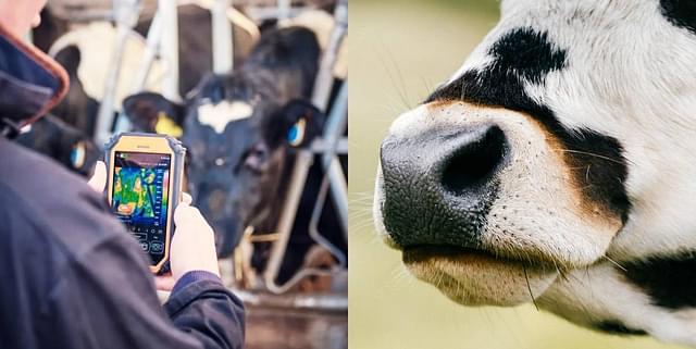 The Dvara Surabhi ID solution captures image of cow's muzzle to uniquely identify the animal