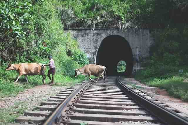 Indian Railways exploring metal fencing for tracks to avert cattle crash (Representative Image)