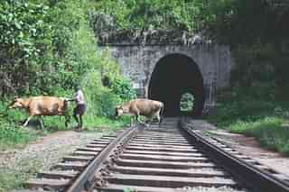 Indian Railways exploring metal fencing for tracks to avert cattle crash.