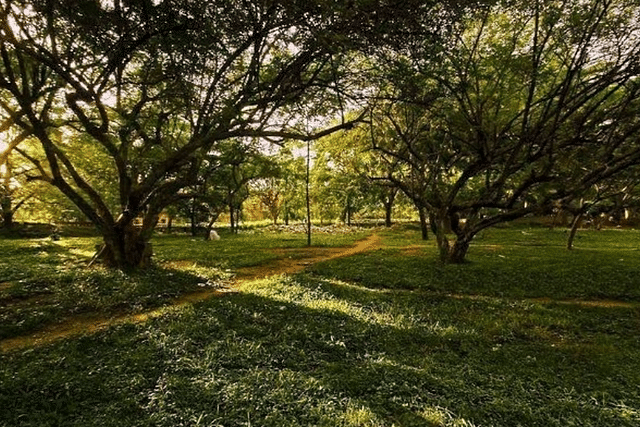 The Botanical Garden is spread over 228 acres and houses various species of birds, trees, and reptiles.
(Representative Image/Facebook)