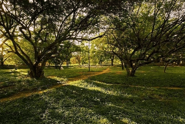 Spread over 300 acres, the Cubbon Park is sometimes also referred to as a landmark 'lung' area of the city. (Image: Cubbon Park/Facebook)