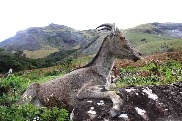 Nilgiri tahr