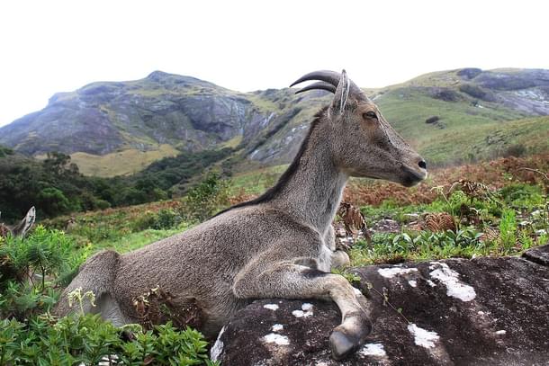 Nilgiri tahr