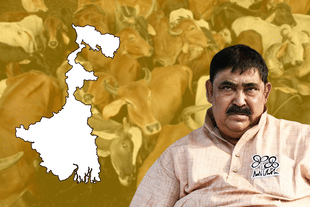 West Bengal's  cattle smuggling scam