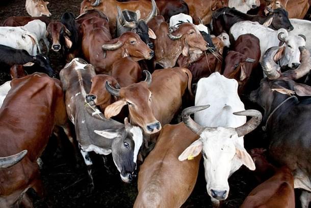 Cow slaughter and force-feeding beef