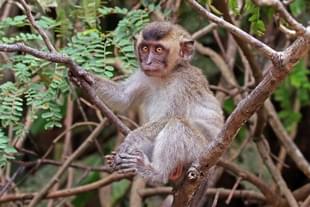A long-tailed macaque (Wikimedia Commons)