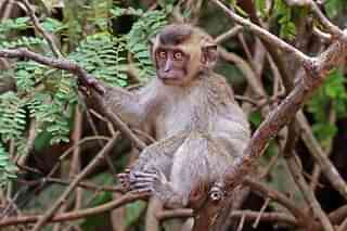 A long-tailed macaque (Wikimedia Commons)
