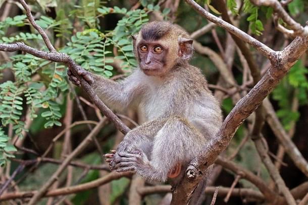 A long-tailed macaque (Wikimedia Commons)