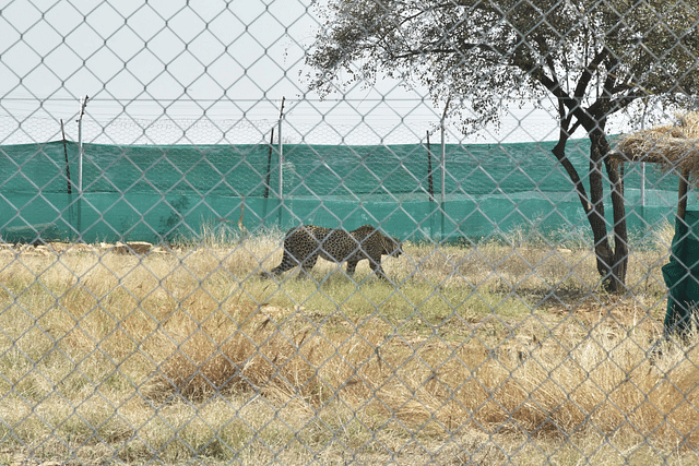 One of 12 South African cheetahs released into Kuno National Park. (Photo: Bhupender Yadav/Twitter)