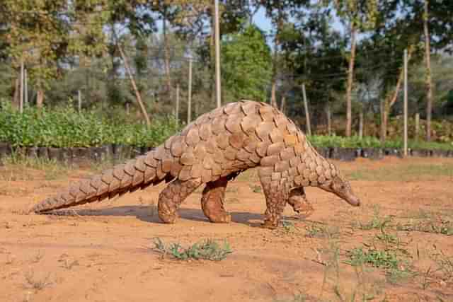 Pangolins are toothless, nocturnal, live in burrows, and feed mainly on ants and termites.