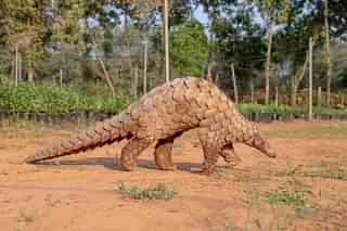 Pangolins are toothless, nocturnal, live in burrows, and feed mainly on ants and termites.