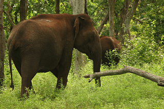 An asiatic elephant pictured in Mudumalai, Tamil Nadu (Photo by Saketh Upadhya on Unsplash)