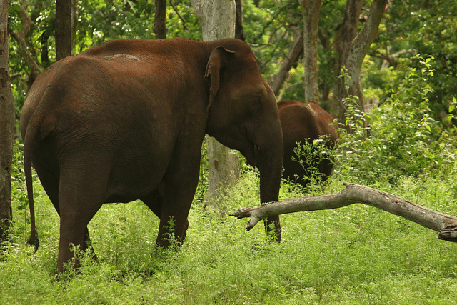 An asiatic elephant pictured in Mudumalai, Tamil Nadu (Photo by Saketh Upadhya on Unsplash)