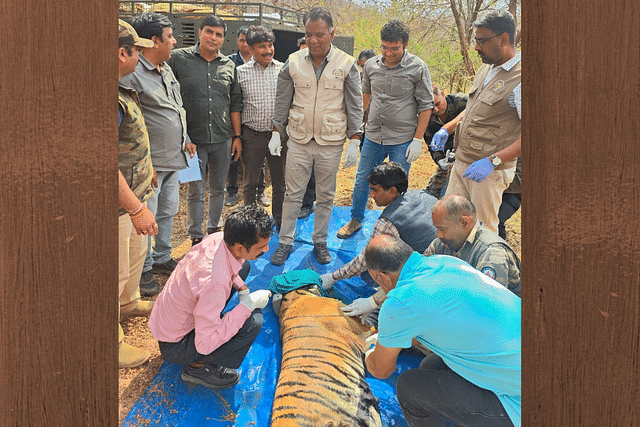 Translocation of a tiger from Ranthambore to Sariska (Photo: Bhupender Yadav/Twitter)