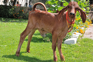 The cloned calf Ganga was produced at NDRI, Karnal.