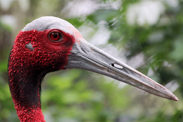 A sarus crane (cuatrok77/Wikimedia Commons)