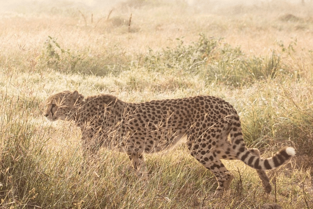 Sasha, one of the cheetahs relocated from Namibia to India, passed away due to renal failure. (Photo: Cheetah Conservation Fund/Twitter)