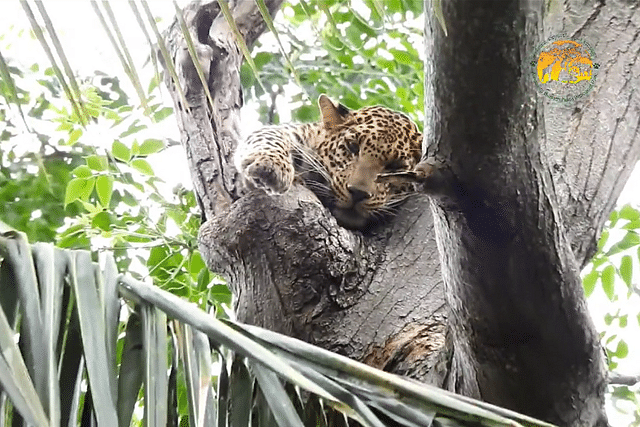 Screengrab from a video shared by the Bannerghatta Zoo on Twitter